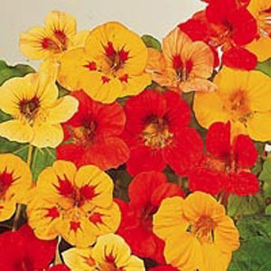 Blomsterkarse  -  Double Gem Mix