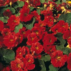 Blomsterkarse - Cherry Rose - Nasturtium Majus