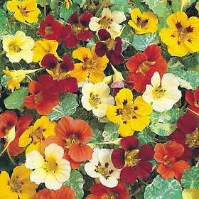 Blomsterkarse - Jewel mix - Nasturtium Majus