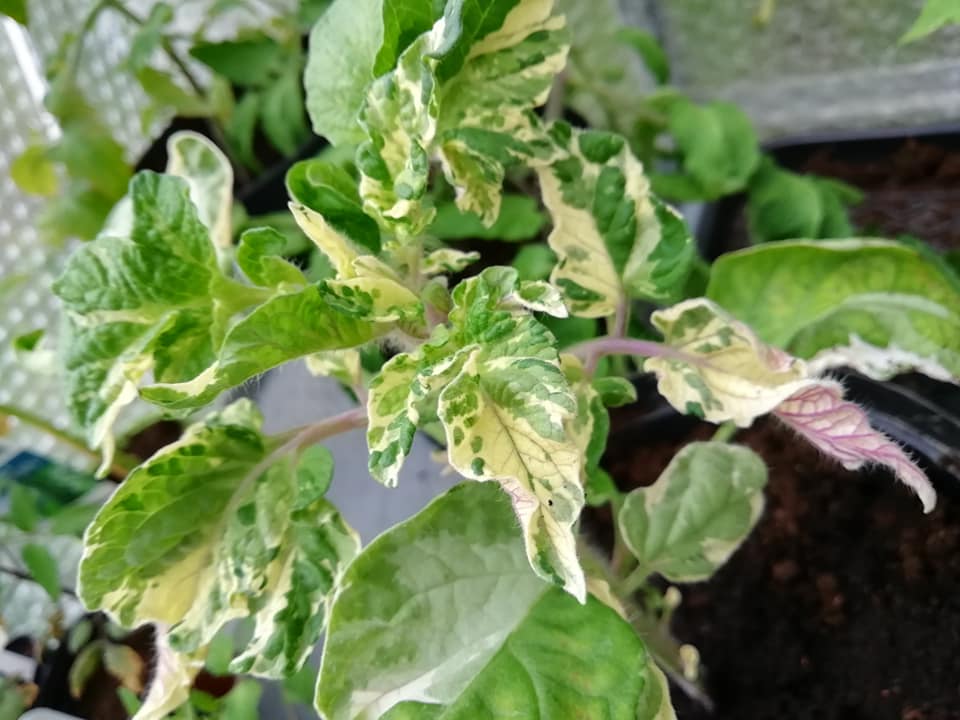 Tomat - Nimu Variegated Bicolor Dwarf