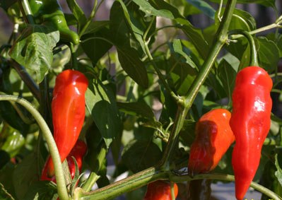 Aji Norteno - C. baccatum