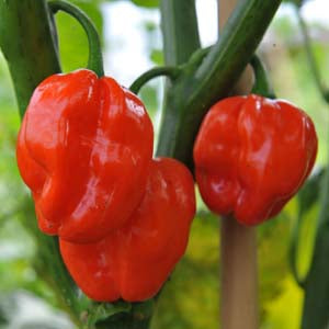 Numex Suave Red - 10 frugter
