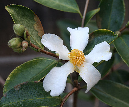 Te-olie camellia - Camellia oleifera