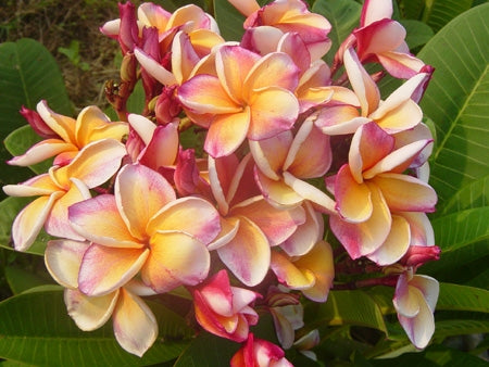 Plumeria - Orange Kalasin