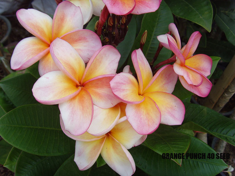 Plumeria -  Orange Punch