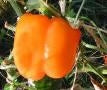 Orange Sun - Peberfrugt - Organic