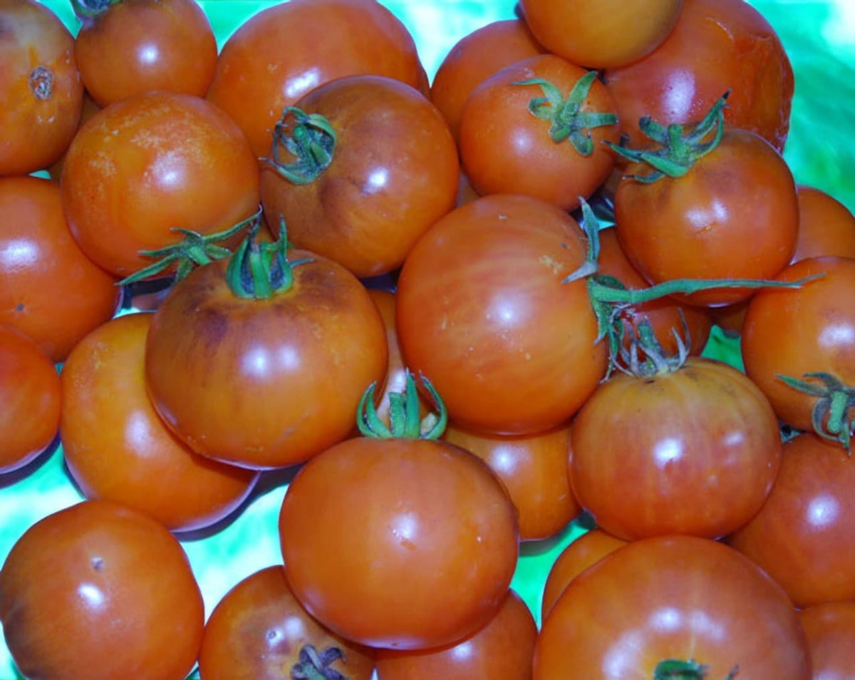 Orange Fleshed Purple Smudge - Tomat