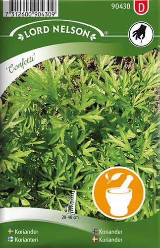 Koriander, Confetti - Coriandrum sativum