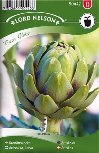 Artiskok, Green Globe - Cynara cardunculus