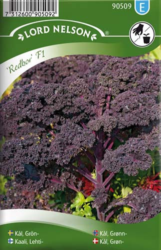 Kål, Grøn-, Redbor F1