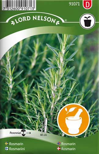Rosmarin - Rosmarinus officinalis L.