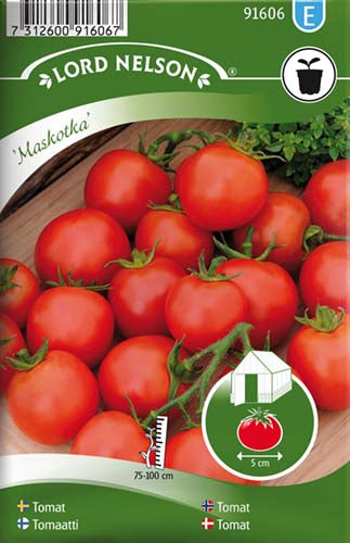 Tomat, Busk-, Maskotka