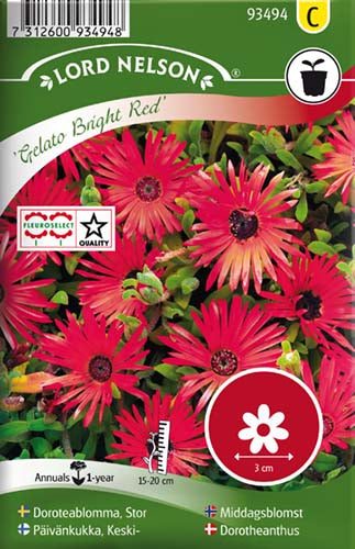 Dorotheanthus, Bellis, Gelato Bright Red
