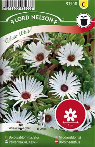 Dorotheanthus, Bellis, Gelato White