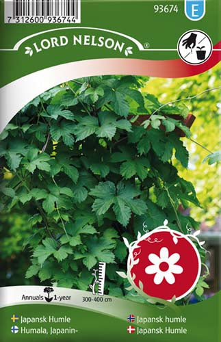 Japansk Humle, høj