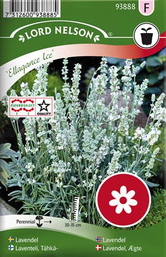 Lavendel, Ægte, Ellagance Ice, hvid