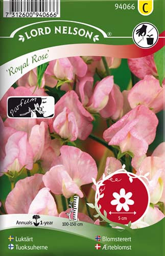Ærteblomst, Royal Rose, rosa