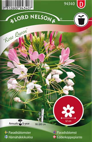 Edderkoppeplante, Rose Queen, rosa