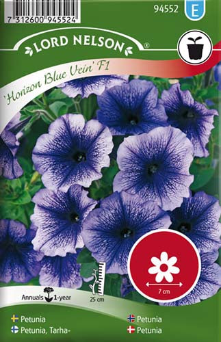 Petunia, Horizon Blue Vein F1, storbl.