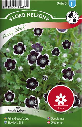 Øjeblomst, Penny Black, sort