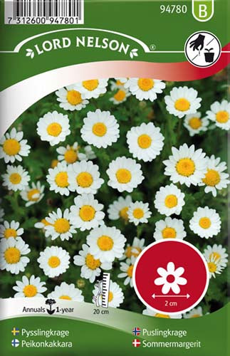 Sommermargerit, hvid