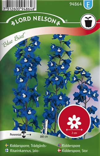 Ridderspore, Stor, Blue Bird, blå