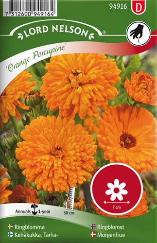 Morgenfrue, Have, Orange Porcupine
