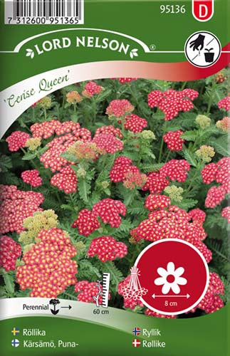 Røllike, Almindelig. Cerise Queen