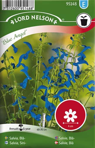 Salvie, Blå, Blue Angel