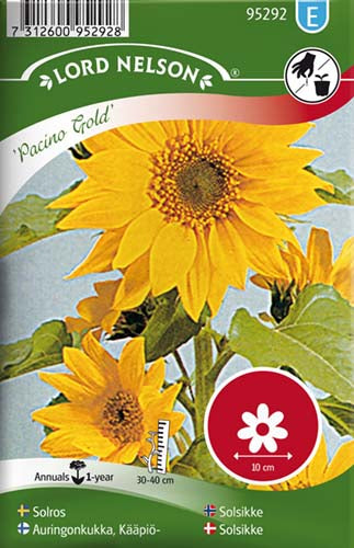 Solsikke, Pacino Gold, lav