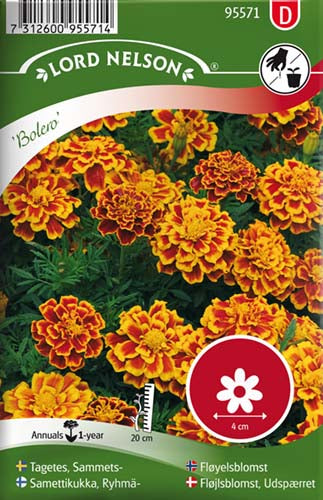 Fløjlsblomst, Udspærret, Bolero