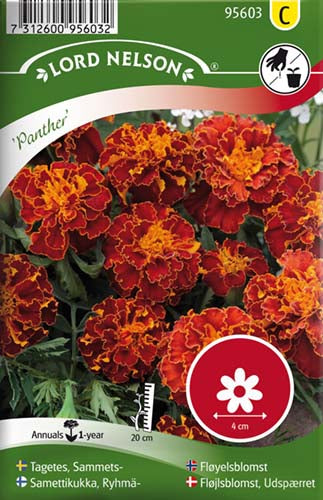 Fløjlsblomst, Udspærret, Panther