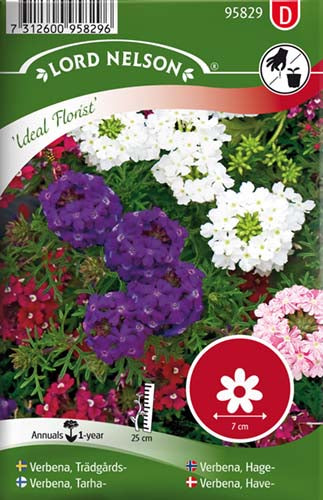 Verbena, Have-, Ideal Florist
