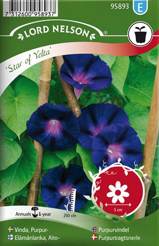 Purpurtragtsnerle, Star of Yelta