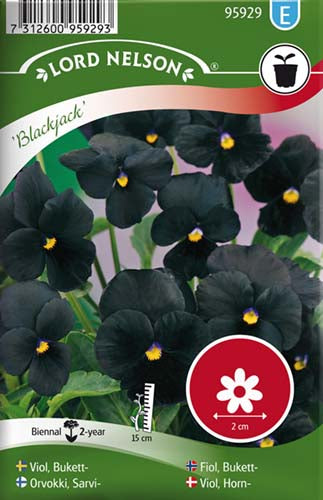 Viol, Horn-, Blackjack