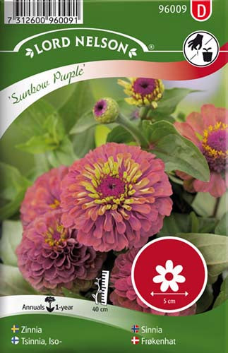 Frøkenhat, Sunbow Purple