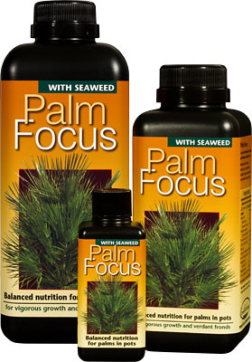 GT Palm Focus 1 Liter