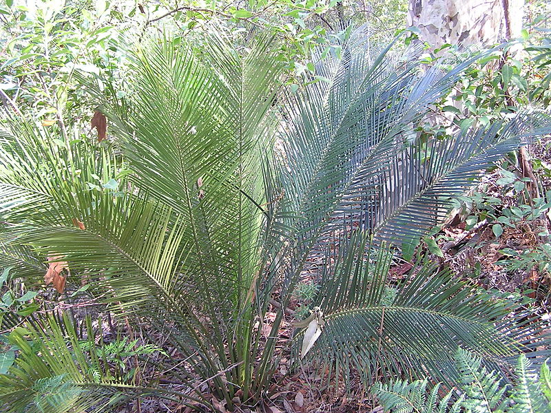 Australsk Palmebregne - Macrozamia communis