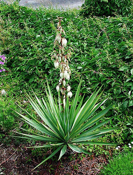 Soapweed - Yucca Glauca