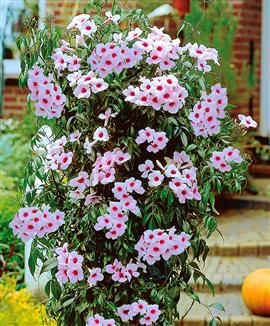 Pandorea jasminoides / Bower of Beauty