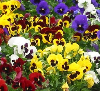 Stedmoder - Swiss Giant Mix - Viola x wittrockiana