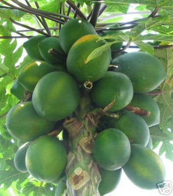 Papaya - carica papaya