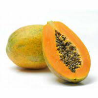 Skov Papaya - Carica candicans