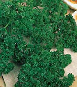 Persille - Moss Curled - Petroselinum crispum
