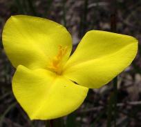 Vild Australsk Iris - Patersonia Umbrosa var. Xanthina