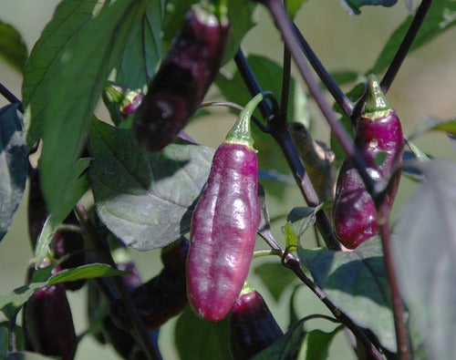 Pimenta da Neyde - C chinense x C. annuum
