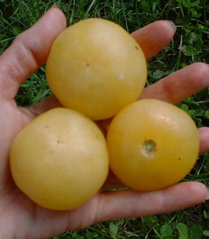 Wapsipinicon peach - Tomat