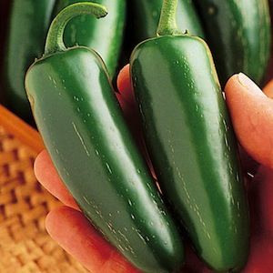 Jalapeno - Mucho Nacho *F1* C.annuum