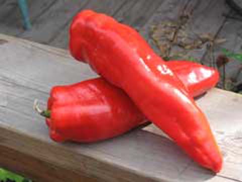 Marconi Red Italian - Snack Peber - Plante