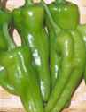 Pepperoncini
